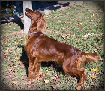 Lucy hunting squirrels. 12/08
