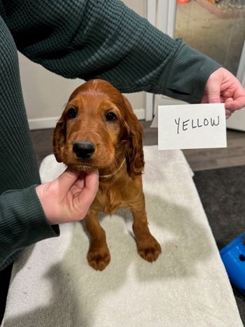Yellow girl at 8 weeks old.
