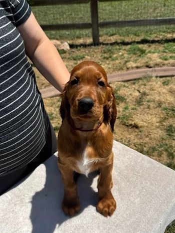 Black boy at 8 weeks old.
