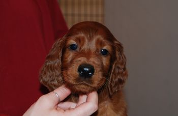 Lime green boy at 6.5 wks old.
