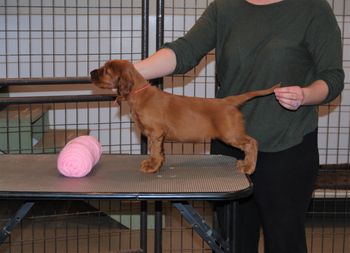 Pink girl at 5.5 weeks old.
