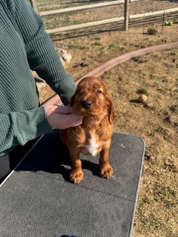 Maroon boy at 5 weeks old.
