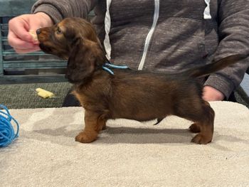 Blue boy at 6 weeks old.
