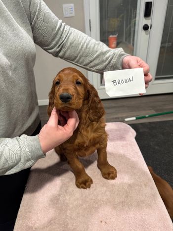 Brown boy at 7 weeks old.
