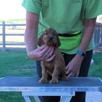 Brown boy at 5 weeks old.
