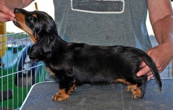 Caper being stacked at 8 weeks old.
