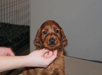 Green boy at 5.5 weeks old.
