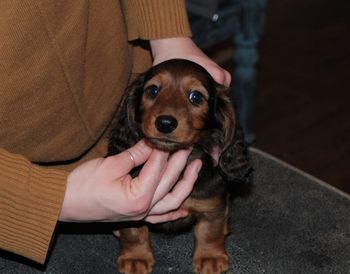 Pink girl at 8.5 weeks.
