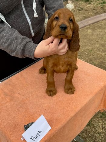 Purple girl at 6 weeks old.
