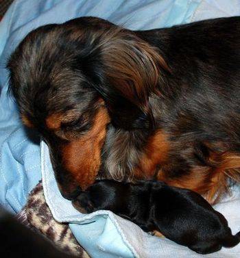 Jersey is such a good mom!
