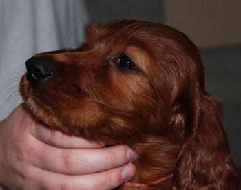 Peach girl at 7 wks old.
