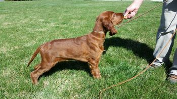 "Broghan" (teal boy) owned by Peggy Berhens.  He is looking so nice! April 2015
