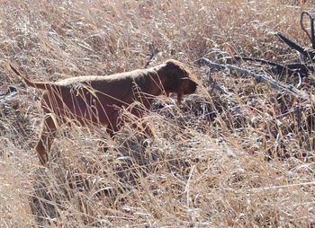 They were also very bold - they would venture off in the brush and use their noses.
