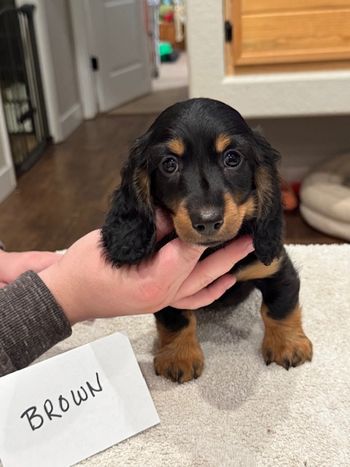 Brown boy at 8 weeks.
