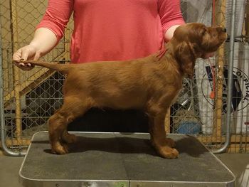 Red boy at 7 weeks.
