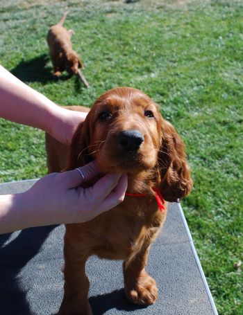 Red boy at 7 weeks.
