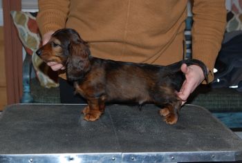 Blue boy at 8.5 weeks.
