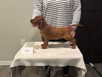 Red boy at 6 weeks old.
