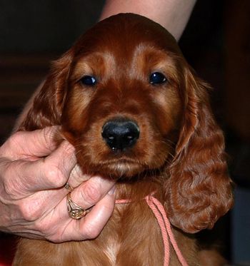 8 wks Peach girl

