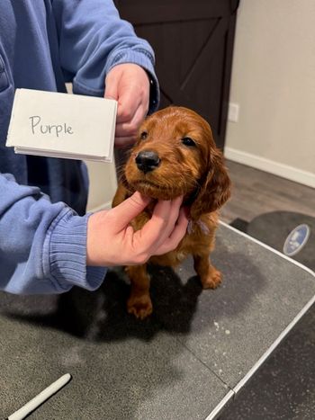 Purple girl at 6 weeks old.
