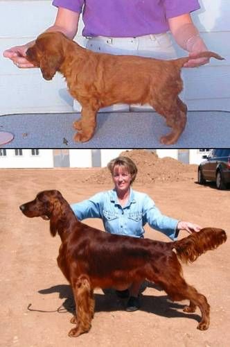 Bagger as puppy and at 12 months old.

