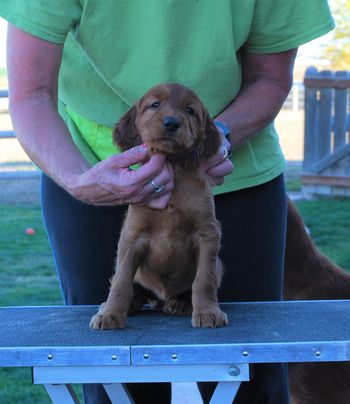 Purple girl at 5 weeks old.

