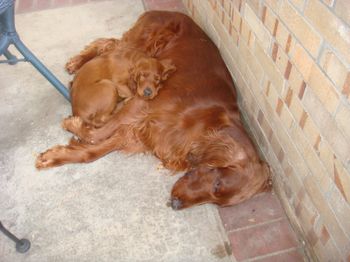 "Bartley (green boy) sleeping on his new buddy Keefer.

Galewinns Balls of Fire
Owners:  Kathryn & Rich Cheever & myself
