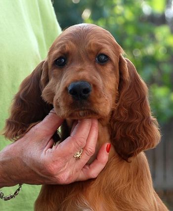 8 wks Peach girl.
