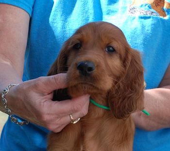 6 wks Green boy head shot

