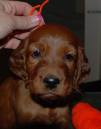 Orange girl at 5 wks old.

