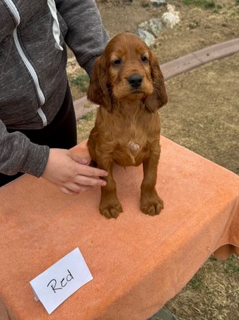 Red boy at 6 weeks old.
