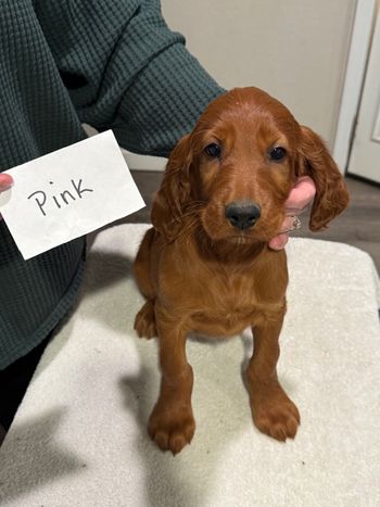 Pink girl at 8 weeks old.
