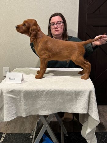 Rust boy at 8 weeks old.
