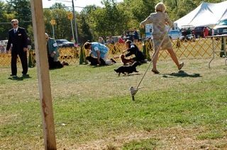 Sonny being shown by Pam DeRosier. Oct 2010

