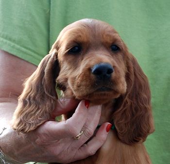 8 wks Green boy

