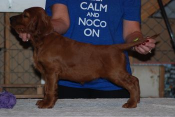 Purple girl at 7 weeks.

