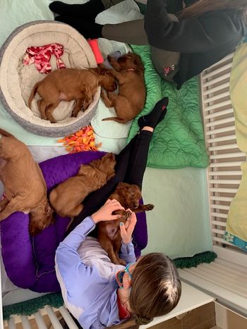Puppies had some visitors today - it was great socialization for them.
