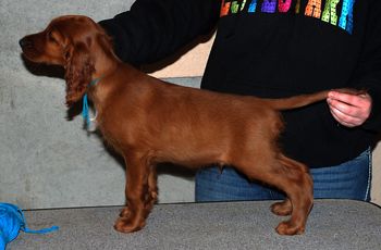 9 wks Teal boy
