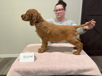 Yellow girl at 7 weeks old.

