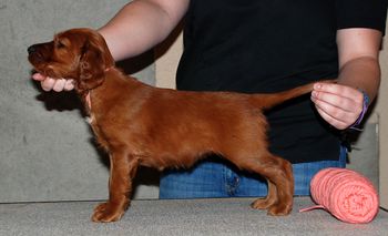 Peach girl 6 weeks old.

