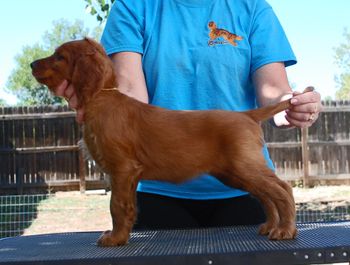 6 wks Yellow Girl stack
