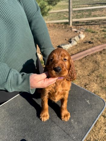 Lime green girl at 5 weeks old.
