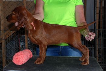 7 wks Peach girl

