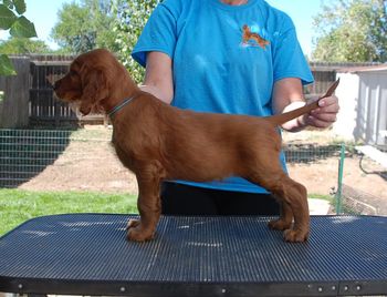 6 wks Blue boy stack
