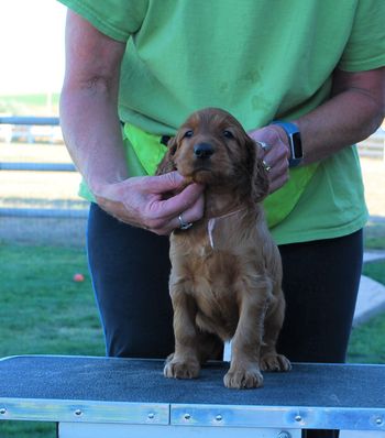 Pink girl at 5 weeks old.
