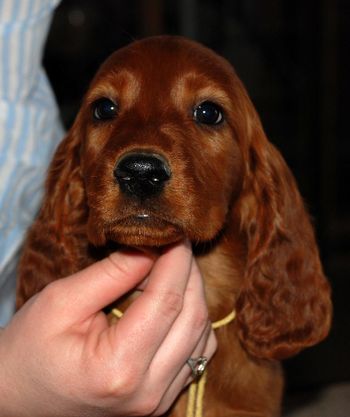 8 wks Yellow Girl
