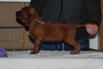 Purple girl at 5 weeks.
