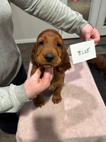 Blue boy at 7 weeks old.
