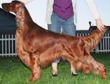 CH. Carousel's Handsome Brown-Eyed Man.  This is Sonny's sire.
