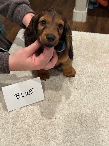 Blue boy at 8 weeks.
